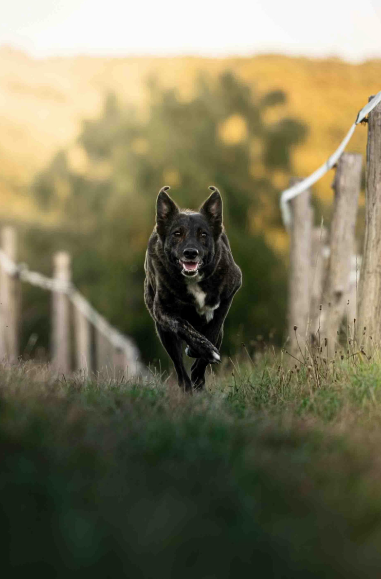 Kangaroo
